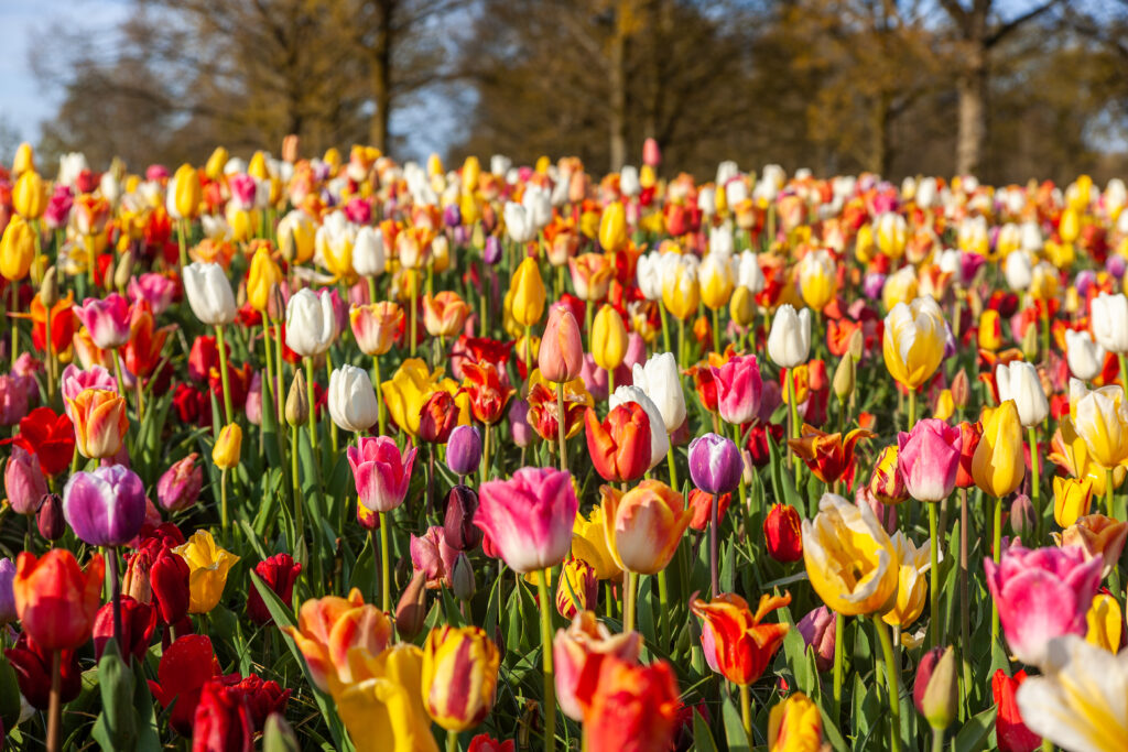 Visiting Keukenhof Gardens