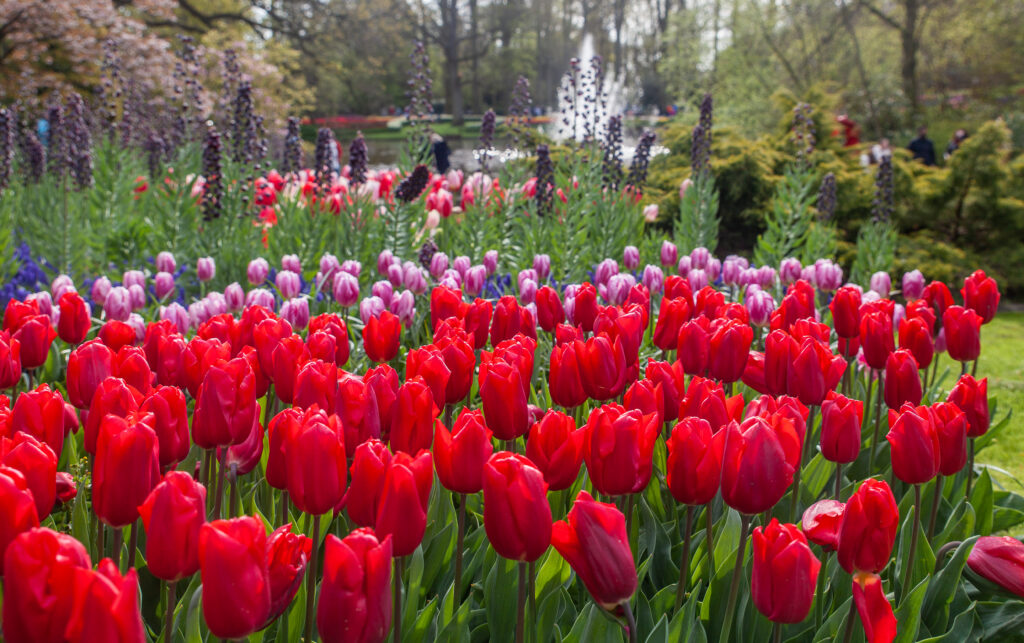 Visiting Keukenhof Gardens