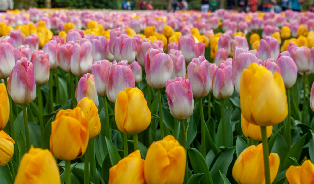 Visiting Keukenhof Gardens
