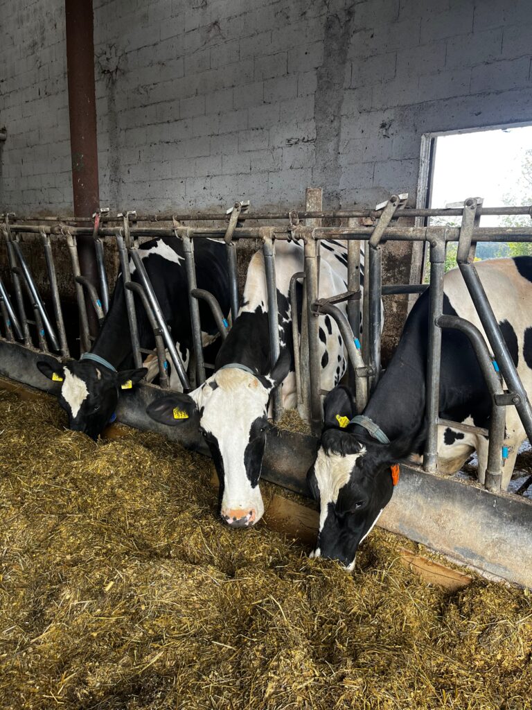 fall activities in Germany