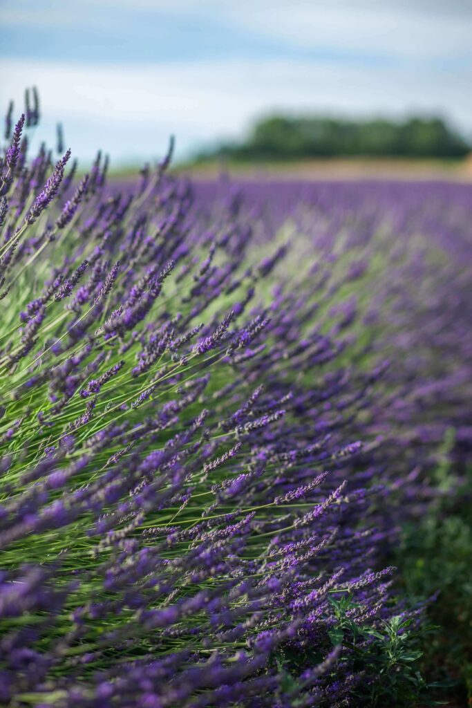 Lavender Fields in Germany